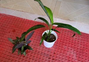 Pack 2 Dracaena Mahatma & Heart Purple Plants& Pot