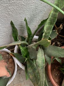 Sansevieria curly sister varity -Snake Plant