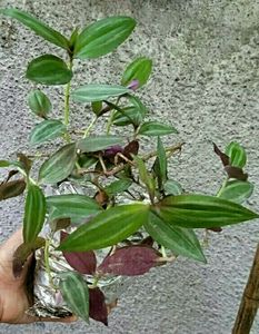 Tradescantia Zebrina Plant 🌵