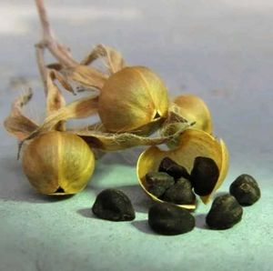 Vibrant Morning Glory Vine (SEEDS ONLY)