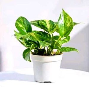 Money Plant