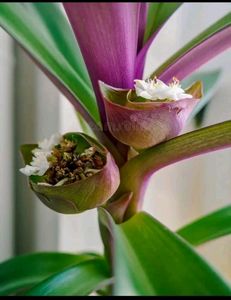 Pack 2 Purple Heart &amp; Moses-in-the-Cradle Plant 🌵