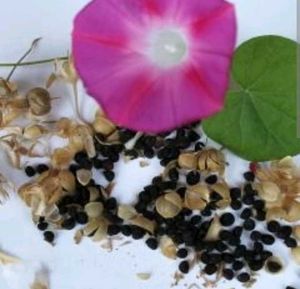 Vibrant Morning Glory Vine (SEEDS ONLY)