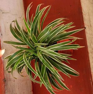 🌴Cordyline Pandanus Veitchii &amp; pot