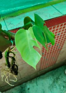 Monstera Deliciosa Plant