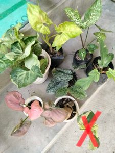 4 a buyer,Assorted Indoor Plants Collection