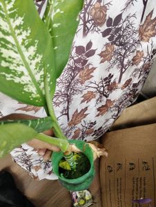 8 Plant Combo