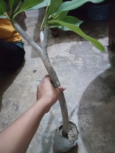 6 Plant With Rooted Combo