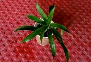 3 Set Callisia &amp;Dracaena Mahatma &amp;Ming Aralia Plan