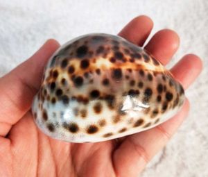 Tiger Cowrie Sea Shell