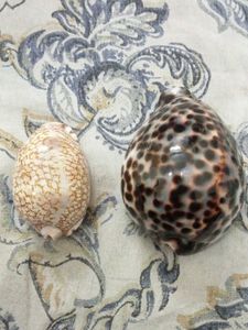 gem grade jester  and tiger cowries
