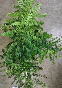 curry leaves plant