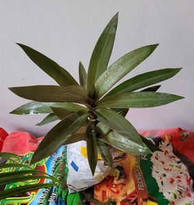 Moses in the Cradle Plant 🪴
