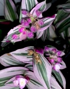 Tradescantia zebrina Plant 🌵&amp; Pot