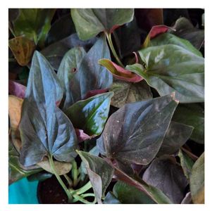 Black Money Plant Sweet Potato Vine