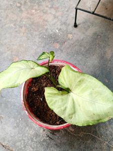 Healthy Green Singonium Potted Plant