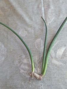 Healthy senseveria cylindrica