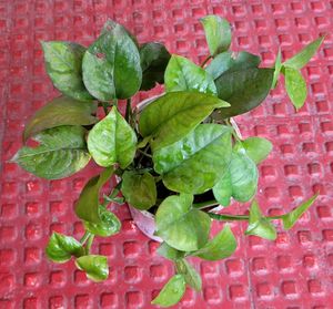 Ever Green Money Plant &amp; pot