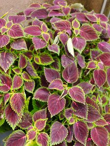 coelus plant