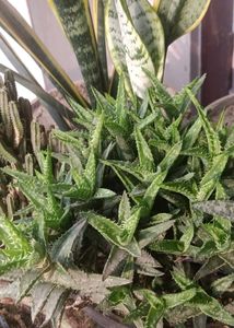 tiger tooth Aloe