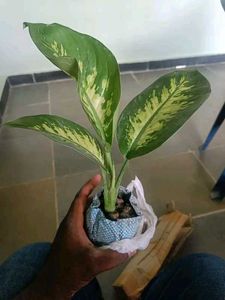 Diffenbacia Plant