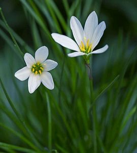 White Rain Lily Bulbs