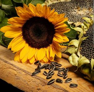 Sunflower Seeds For Gardening