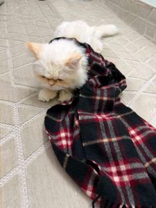 Cozy Plaid Scarf