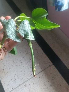 Philodendron Brasil Plant Cutting