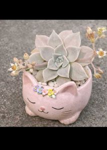 graptopetalum succulent