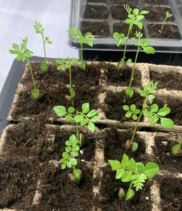 Young Curry Leaf Seedling (ONE)