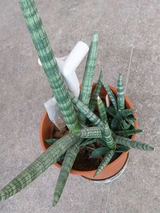 Succulent Plant