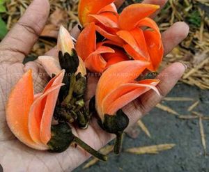Palash Flowers