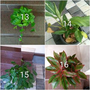 you can select 12 Live root plants