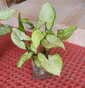 Pack 2 Arrowhead Plants