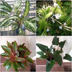 you can select 12 Live root plants