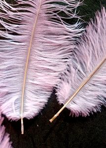 Feather For Nikkha Pen