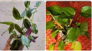 Combo Money Plant & Zebrenia Plants 🌱