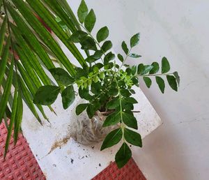 Snake &amp; Curry Leaves Plant🌵&amp; Pot