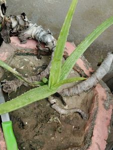 aloe plant with root