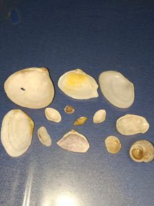Antique Shells