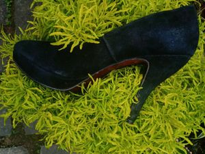 Black Heel 👠