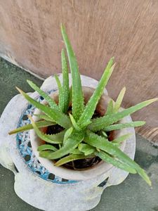 Healthy Aloe Vera Plant