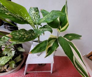 Pack 2 Dieffenbachia Seguine &amp; Ctenanthe pilosa Pl