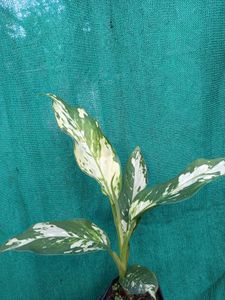 Variegated Dieffenbachia Plant