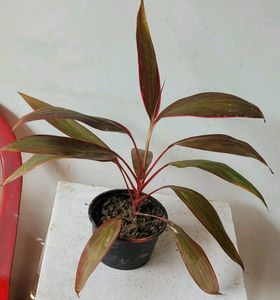 Dracaena Red Ruby Plant 🌵& Pot
