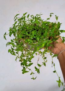 Tradescantia fluminensis plants & pot