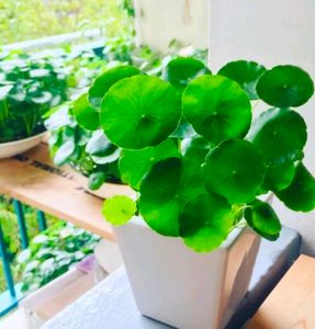 Pennywort Plant/ Coin Plant+ Money Plant Pothos