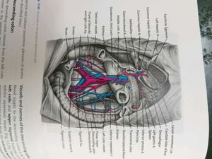 Cunningham's Manual of Practical Anatomy