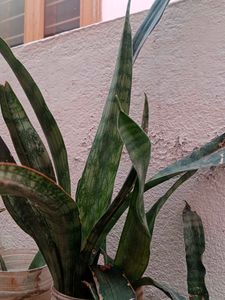 Snake Plant